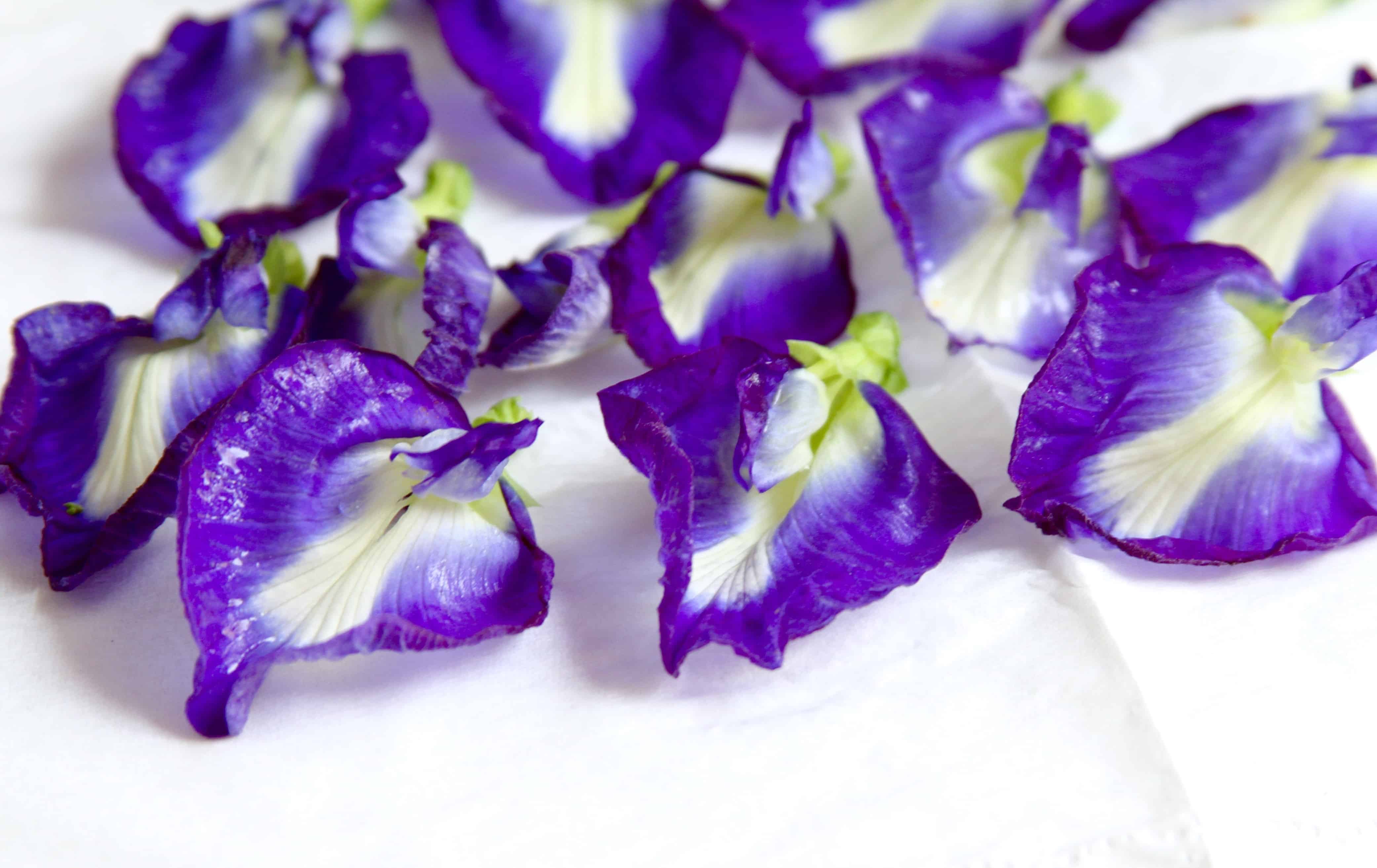 Blue Pea flower